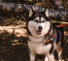 Astra – Husky-Mischling, Weibchen, 6 Jahre 5 Monate, Nordic Strays e.V. – Foto 17
