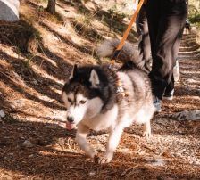 Astra – Husky-Mischling, Weibchen, 6 Jahre 5 Monate, Nordic Strays e.V. – Foto 18