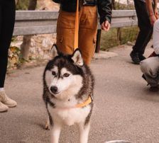Astra – Husky-Mischling, Weibchen, 6 Jahre 5 Monate, Nordic Strays e.V. – Foto 19