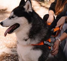 Astra – Husky-Mischling, Weibchen, 6 Jahre 5 Monate, Nordic Strays e.V. – Foto 20