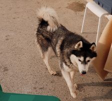 Astra – Husky-Mischling, Weibchen, 6 Jahre 5 Monate, Nordic Strays e.V. – Foto 3