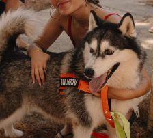 Astra – Husky-Mischling, Weibchen, 6 Jahre 5 Monate, Nordic Strays e.V. – Foto 21
