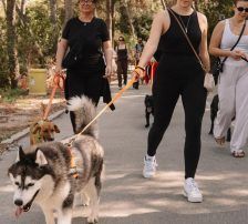 Astra – Husky-Mischling, Weibchen, 6 Jahre 5 Monate, Nordic Strays e.V. – Foto 23