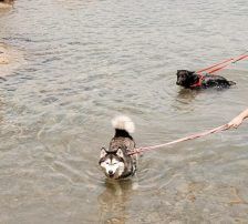 Astra – Husky-Mischling, Weibchen, 6 Jahre 5 Monate, Nordic Strays e.V. – Foto 26