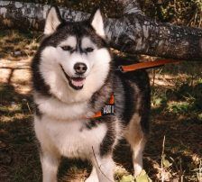 Astra – Husky-Mischling, Weibchen, 6 Jahre 5 Monate, Nordic Strays e.V. – Foto 28