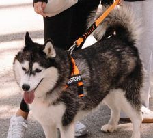 Astra – Husky-Mischling, Weibchen, 6 Jahre 5 Monate, Nordic Strays e.V. – Foto 30