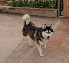 Astra – Husky-Mischling, Weibchen, 6 Jahre 5 Monate, Nordic Strays e.V. – Foto 4