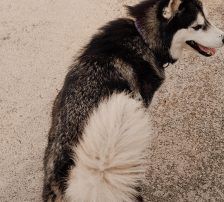 Astra – Husky-Mischling, Weibchen, 6 Jahre 5 Monate, Nordic Strays e.V. – Foto 5