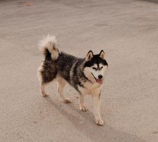 Astra – Husky-Mischling, Weibchen, 6 Jahre 5 Monate, Nordic Strays e.V. – Foto 6