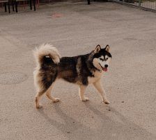 Astra – Husky-Mischling, Weibchen, 6 Jahre 5 Monate, Nordic Strays e.V. – Foto 7