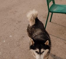 Astra – Husky-Mischling, Weibchen, 6 Jahre 5 Monate, Nordic Strays e.V. – Foto 8