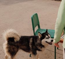 Astra – Husky-Mischling, Weibchen, 6 Jahre 5 Monate, Nordic Strays e.V. – Foto 9