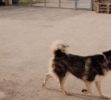 Astra – Husky-Mischling, Weibchen, 6 Jahre 5 Monate, Nordic Strays e.V. – Foto 10