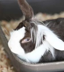 Pixie – Löwenkopfkaninchen, Weibchen, Alter unbekannt, 13057 Berlin – Foto 2