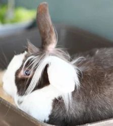 Pixie – Löwenkopfkaninchen, Weibchen, Alter unbekannt, 13057 Berlin – Foto 3