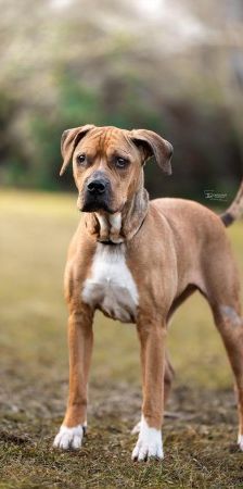 Panci – Am. Staff. - Mix, Weibchen, 7 Jahre 3 Monate, 70195 Stuttgart-Botnang – Foto 1