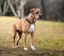 Panci – Am. Staff. - Mix, Weibchen, 7 Jahre 3 Monate, 70195 Stuttgart-Botnang – Foto 2