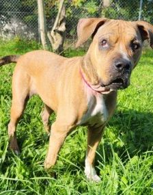 Panci – Am. Staff. - Mix, Weibchen, 7 Jahre 3 Monate, 70195 Stuttgart-Botnang – Foto 3