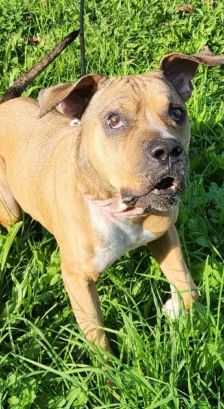 Panci – Am. Staff. - Mix, Weibchen, 7 Jahre 3 Monate, 70195 Stuttgart-Botnang – Foto 4