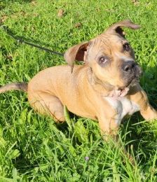 Panci – Am. Staff. - Mix, Weibchen, 7 Jahre 3 Monate, 70195 Stuttgart-Botnang – Foto 5