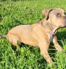 Panci – Am. Staff. - Mix, Weibchen, 7 Jahre 3 Monate, 70195 Stuttgart-Botnang – Foto 6