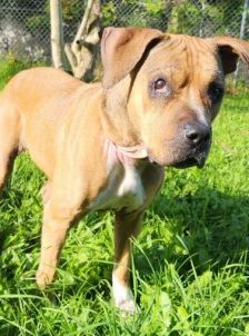Panci – Am. Staff. - Mix, Weibchen, 7 Jahre 3 Monate, 70195 Stuttgart-Botnang – Foto 7