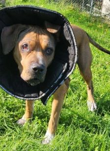 Panci – Am. Staff. - Mix, Weibchen, 7 Jahre 3 Monate, 70195 Stuttgart-Botnang – Foto 8