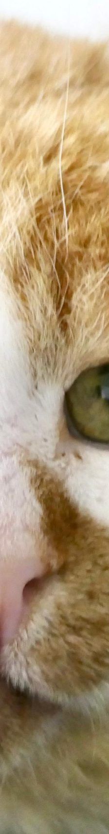 Matze – EKH, Männchen, 11 Jahre, 97816 Lohr – Foto 3