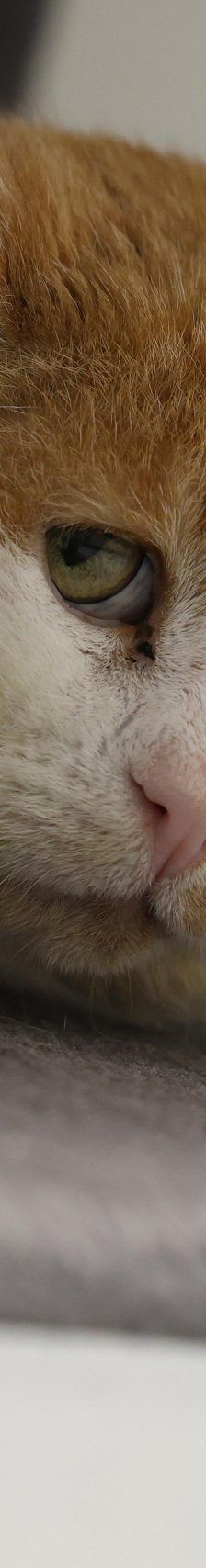 Matze – EKH, Männchen, 11 Jahre, 97816 Lohr – Foto 4
