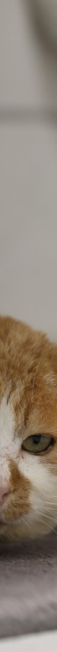 Matze – EKH, Männchen, 11 Jahre, 97816 Lohr – Foto 5