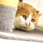 Matze – EKH, Männchen, 11 Jahre, 97816 Lohr – Foto 6