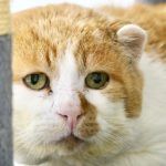 Matze – EKH, Männchen, 11 Jahre, 97816 Lohr – Foto 7