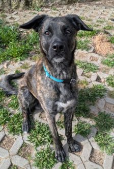 Samu – Holländischer Schäferhund Mix, Männchen, 2 Jahre, 97074 Würzburg – Foto 1