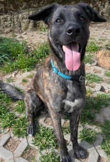 Samu – Holländischer Schäferhund Mix, Männchen, 2 Jahre, 97074 Würzburg – Foto 3