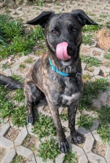 Samu – Holländischer Schäferhund Mix, Männchen, 2 Jahre, 97074 Würzburg – Foto 4