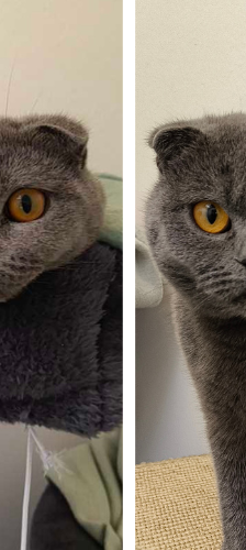 Ashley und Smokey – Scottish Fold, Weibchen, Alter unbekannt, 28357 Bremen – Foto 1