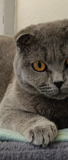 Ashley und Smokey – Scottish Fold, Weibchen, Alter unbekannt, 28357 Bremen – Foto 2