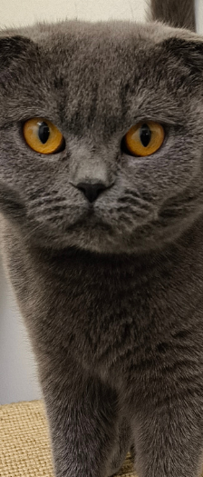 Ashley und Smokey – Scottish Fold, Weibchen, Alter unbekannt, 28357 Bremen – Foto 3