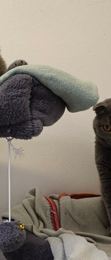 Ashley und Smokey – Scottish Fold, Weibchen, Alter unbekannt, 28357 Bremen – Foto 4