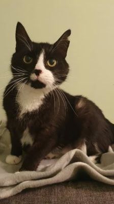 Piko – Katze, Männchen, 8 Jahre, 39576 Stendal – Foto 1