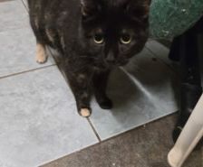 Piko – Katze, Männchen, 8 Jahre, 39576 Stendal – Foto 17