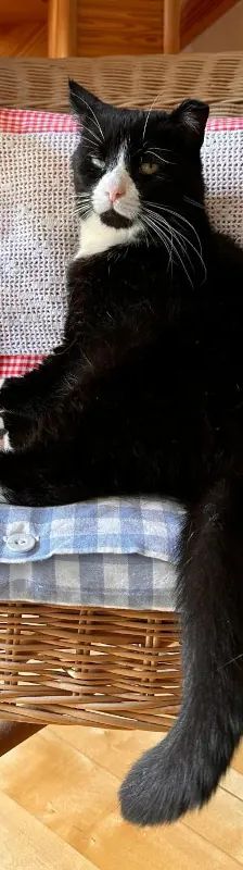 Morlock – EHK, Männchen, 9 Jahre, Cats at Andros e.V. – Foto 3
