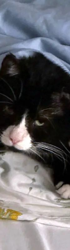 Morlock – EHK, Männchen, 9 Jahre, Cats at Andros e.V. – Foto 4