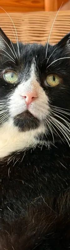 Morlock – EHK, Männchen, 9 Jahre, Cats at Andros e.V. – Foto 5