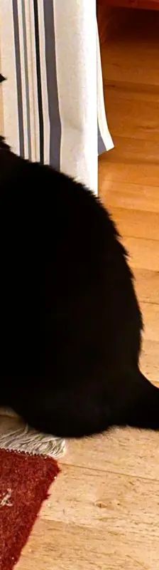Morlock – EHK, Männchen, 9 Jahre, Cats at Andros e.V. – Foto 6