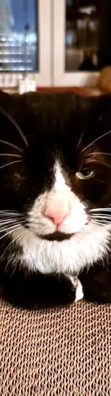 Morlock – EHK, Männchen, 9 Jahre, Cats at Andros e.V. – Foto 7