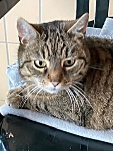Aria – EKH, getigert, Weibchen, 3 Jahre, 90537 Feucht – Foto 1