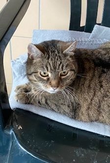 Aria – EKH, getigert, Weibchen, 3 Jahre, 90537 Feucht – Foto 2