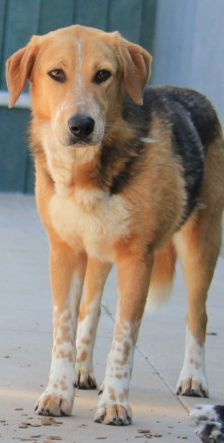 Macy – Jagdhund-Mix, Weibchen, 6 Jahre 2 Monate, 70195 Stuttgart-Botnang – Foto 1