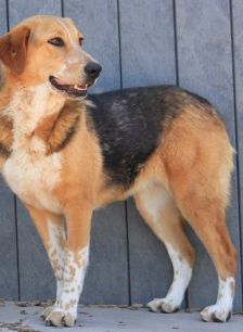 Macy – Jagdhund-Mix, Weibchen, 6 Jahre 2 Monate, 70195 Stuttgart-Botnang – Foto 2
